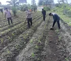 Polisi Cinta Tani, Polsek Kunto Darussalam Tanaman Jagung Pipil Dukung Program Ketahanan Pangan