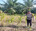 Polsek Batu Hampar Cek Langsung Perkembangan Tanaman Jagung Pipil Dukung Ketahanan Pangan
