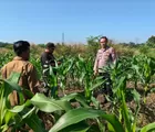 Wujud Nyata Program Ketahanan Pangan Nasional, Bhabinkamtibmas Cek jagung seluas 1,5 Ha