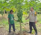 Bhabinkamtibmas Polsek Rumbai Barat Monitoring Kebun Pepaya Program Ketahanan Pangan