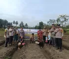 Polsek Tapung Tanam Jagung Pipil Bersama Lintas Sektor Dukung Ketahanan Pangan