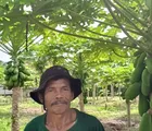 Dukung Program Ketahanan Pangan, Bhabinkamtibmas Polsek Rumbai Barat Sambangi Kebun Pepaya Warga