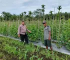 Bhabinkamtibmas Polsek Tapung Cek Tanaman Jagung Dukung Ketahanan Pangan