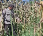 Polsek Batu Hampar Cek Tanaman Jagung Pipil, Ditemukan Hama Tikus, Bhabinkamtibmas Lakukan Antisipasi
