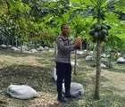 Dorong Ketahanan Pangan, Bhabinkamtibmas Polsek Rumbai Barat Sambangi Petani Pepaya, Ajak Lestarikan Pertanian
