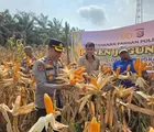 Kapolsek Tapung Pimpin Panen Raya Jagung di Desa Indrapuri, Wujud Nyata Dukungan Ketahanan Pangan 