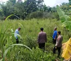 Terobos ilalang, Kapolsek Tapung Cek Lahan Program Ketahanan Pangan untuk Jagung Pipil 