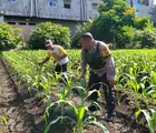 Bhabinkamtibmas Polsek Tapung Cek Tanaman Jagung Desa Binaan, Dalam Rangka Dukung Ketahanan Pangan Nasional