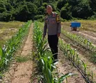 Polsek Rumbai Barat Sambangi Petani Jagung Manis, Dukung Ketahanan Pangan