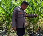 Dukung Ketahanan Pangan dan Antisipasi Gangguan Kamtibmas, Polsek Rumbai Barat Sambangi Petani Jagung