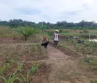 Dukung Ketahanan Pangan Nasional, Bhabinkamtibmas Polsek Tapung Cek Tanaman Jagung Desa Binaan