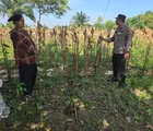 Dukung Ketahanan Pangan, Waka Polsek Tapung Cek Lahan yang Akan Ditanami Jagung