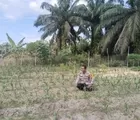 Dukung Ketahanan Pangan Nasional, Bhabinkamtibmas Polsek Tapung Rutin Cek Perkembangan Tanaman Jagung Petani Binaan