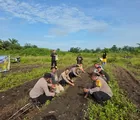Dukung Ketahanan Pangan, Polsek Tapung Tanam Bibit Jagung di Lahan 1,5 Hektare