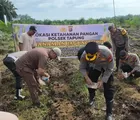 Polsek Tapung Kembali Lakukan Penanaman Jagung Pipil Bersama Kelompok Tani Indo Makmur Sejahtera