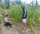 Polsek Batu Hampar Cek Pertumbuhan Jagung, Dukung Swasembada Pangan