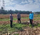 Dukung Swasembada Pangan, Polsek Tapung Laksanakan Pengecekan Lahan Jagung Pipil di Desa Indrapuri