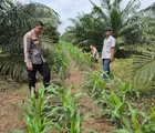 Tak Kenal Lelah, Kapolsek Tapung Turun Langsung ke Lapangan Cek Perkembangan Tanaman Jagung