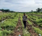 Dukung Ketahanan Pangan, Bhabinkamtibmas Desa Sumber Makmur Rutin Cek Pertumbuhan Tanaman Jagung Pipil