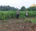 Pastikan Tumbuh dengan Baik, Polsek Tapung Rutin Lakukan Pengecekan Tanaman Jagung Pipil