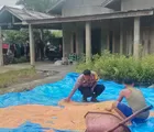 Dukung Ketahanan Pangan, Polsek Batu Hampar Monitoring Penjemuran Jagung Pipil 