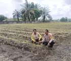 Dukung Program Ketahanan Pangan, Polsek Tapung Terus Pantau Pertumbuhan Jagung Petani Binaan