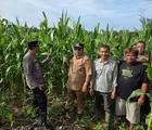 Dukung Swasembada Pangan, Kapolsek Tapung Bersama BPP, Kades dan Kelompok Tani Lakukan Pengecekan Lahan Jagung