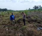Dukung Swasembada Pangan, Bhabinkamtibmas PolsekTapung Dampingi Petani Lakukan Perawatan Tanaman Jagung