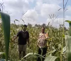 Dukung Swasembada Pangan, Bhabinkamtibmas Desa Muara Mahat Baru Monitoring Pertumbuhan Jagung Pipil 