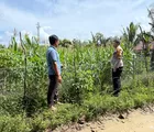 Bhabinkamtibmas Desa Batu Gajah Terus Monitoring Pertumbuhan Jagung Pipil Dilahan Seluas 0,5 Hektare