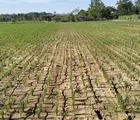 Waspada! BMKG Prediksi Puncak Kemarau Terjadi Juli-September 2026
