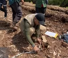 Lagi, Harimau Sumatera Terkam Manusia di Riau