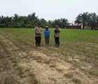 Polsek Tapung Terus Pantau Tanaman Jagung Petani, Komitmen Dukung Ketahanan Pangan