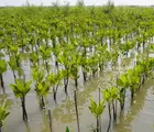 Kepolisian Menjaga Mangrove: Etika Tanggung Jawab Menghadirkan Keamanan Ekologis Melalui Green Policing