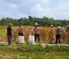 Kapolsek Rumbai Barat Hadiri Panen Jagung Pipil, Dukung Ketahanan Pangan
