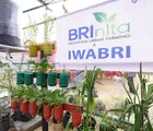 BRI Dukung Warga Tuminting Mengubah Timbunan Sampah Menjadi Lahan Urban Farming 'BRInita'