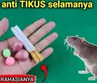 Mudah Didapatkan! Cukup Dengan Bahan Ini Usir Tikus SELAMANYA Dari Rumah