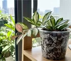 Hoya Bruno Tricolor Lo Cuma Hijau Doang? Cobain Trik Jemur dan Komposisi Pot Porous Ini!