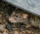 Mengenal Ancaman Virus Hanta yang Disebarkan Tikus di Lingkungan Rumah