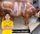Sanz Berkurban Sapi Tahun Ini, Aksi Sang Bintang Esports Tuai Sorotan dan Apresiasi Penggemar