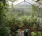 Cara Membuat Kebun Tomat Gantung yang Hemat dan Produktif untuk Lahan Sempit