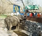 Viral Anak Jatuh ke Kandang Gajah Ragunan, Pengelola Soroti Dugaan Konten Media Sosial