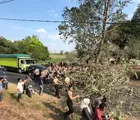 Brimob Evakuasi Pohon Tumbang, Akses Jalan Tanjung Ratu Kembali Lancar
