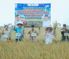 Panen Demfarm PM-AAS Lampung Tembus 11,2 Ton per Hektare