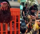 Harga Telur Anjlok, Peternak DIY Bagikan 1.600 Ayam Afkir di Malioboro