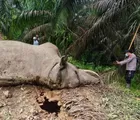 Gajah Sumatra Mati Beruntun di Aceh, BKSDA Didesak Evaluasi Sistem Perlindungan Satwa