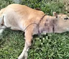 Harimau Diduga Mangsa Sapi Warga di Perkebunan PTPN Julok Rayeuk Aceh Timur