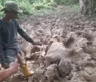Gajah Ditemukan Mati di Eks HGU PT Atakana Kompeni Aceh Timur, Penyebab Belum Diketahui