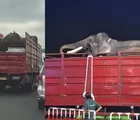 Gajah Deo dan Sinta Dipindahkan dari Jogja ke Kaltim, Kemenhut Ungkap Alasan dan Prosesnya