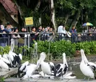 Libur HUT RI ke-81, Ragunan Tetap Buka: Hiburan Keluarga Sekaligus Penggerak Ekonomi